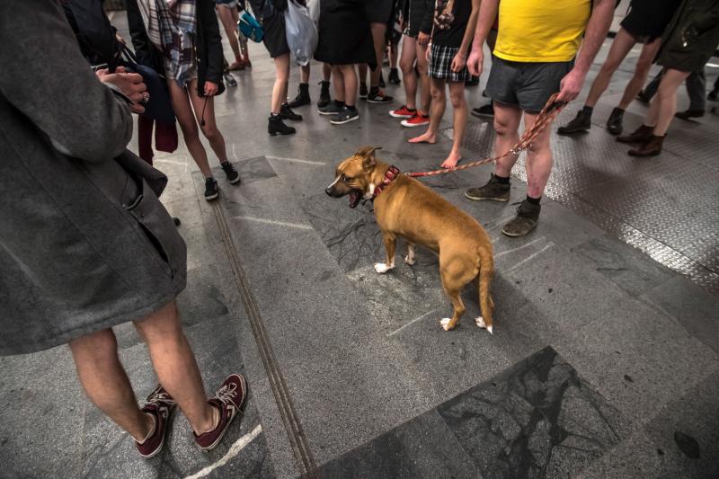 Es la décimo octava edición del 'No Pants Subway Ride', que cada año, desde el 2002, organiza la plataforma de comediantes Improv Everywhere y consiste en quitarse la falda o el pantalón dentro del suburbano con el objetivo de hacer reír a la gente y divertirse