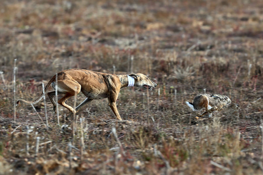 Fotos: Octavos de final del Campeonato Nacional de Galgos