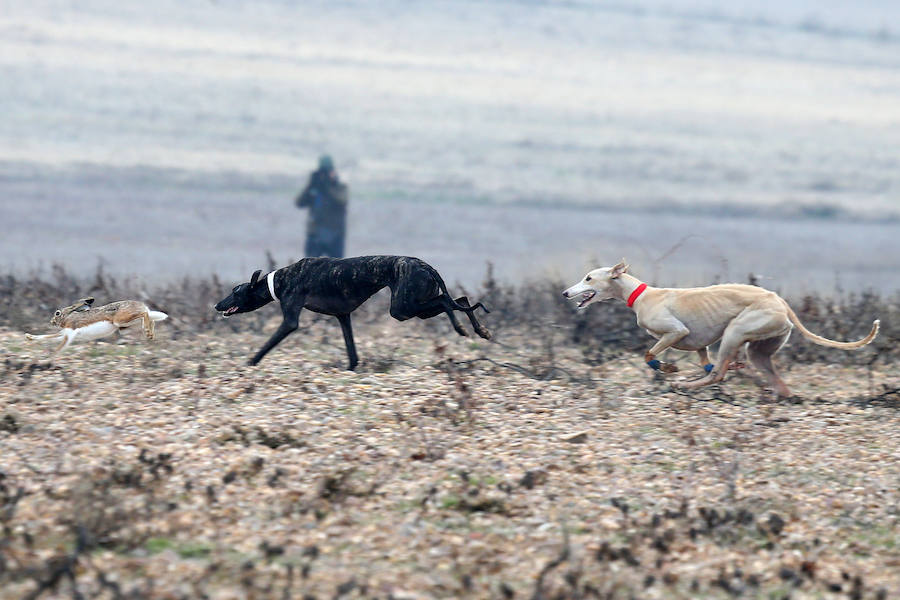 Fotos: Octavos de final del Campeonato Nacional de Galgos