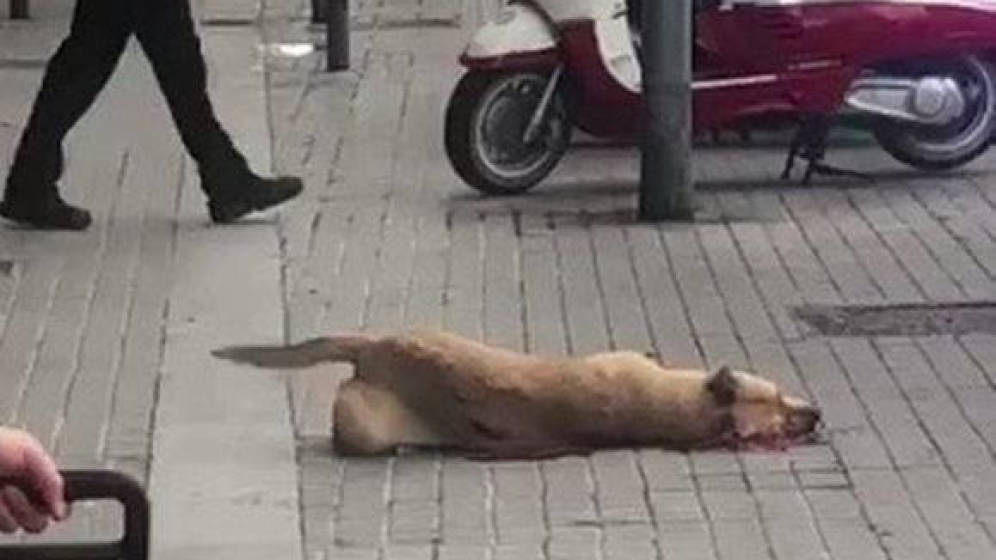La actuación del policía que mató a una perra en Barcelona fue «defensiva y proporcional»