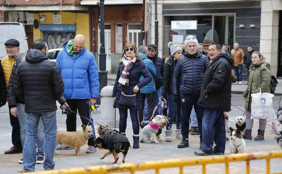 Fotos: Las mascotas reciben la bendición de San Antón, en Palencia