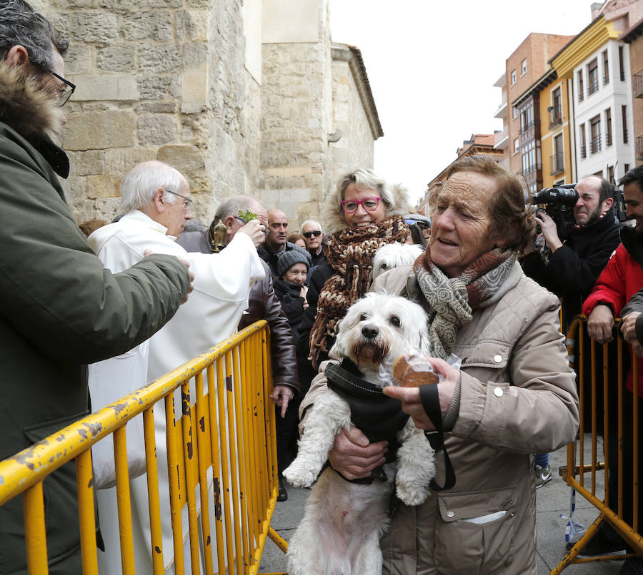 Fotos: Las mascotas reciben la bendición de San Antón, en Palencia