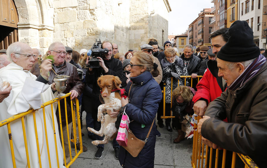 Fotos: Las mascotas reciben la bendición de San Antón, en Palencia