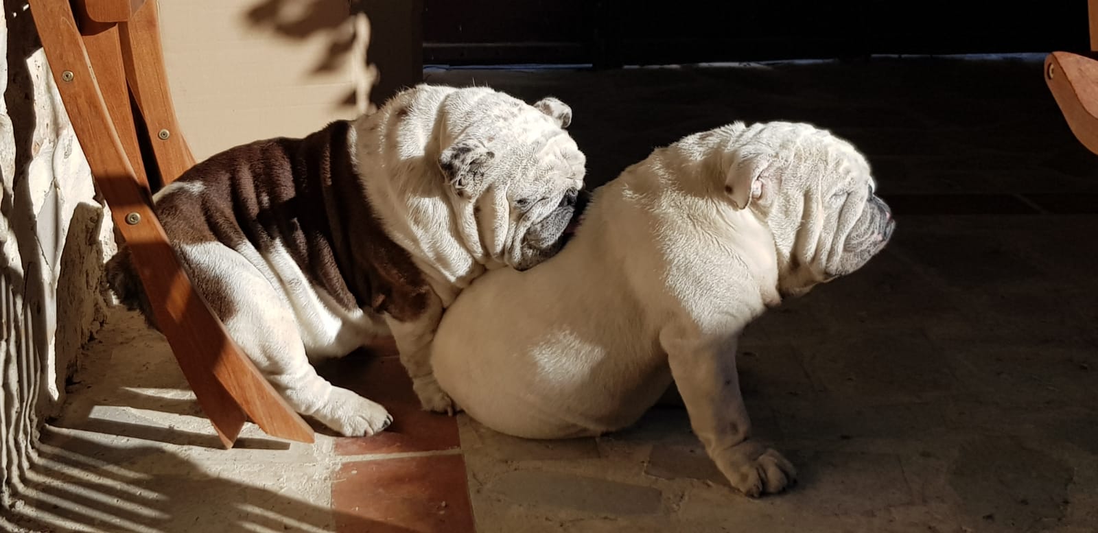 Franky y Rocco.
