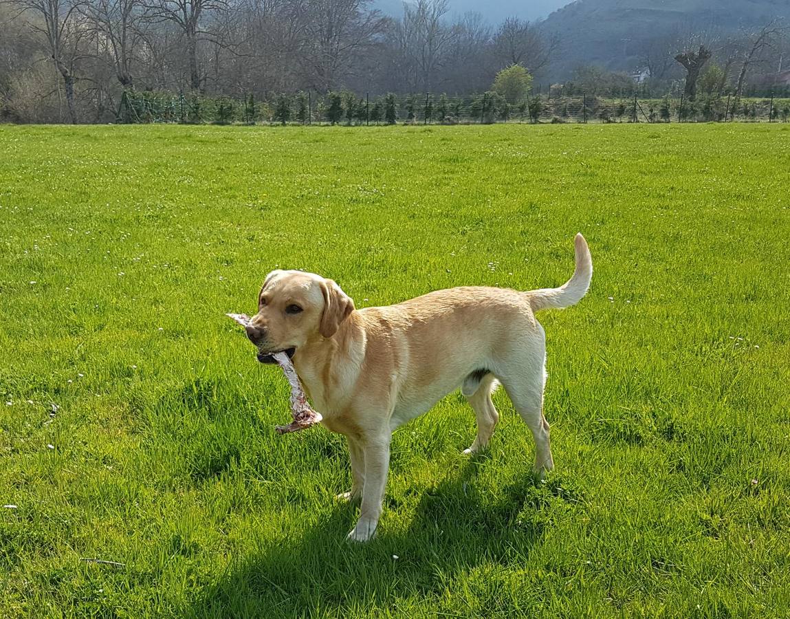 Dobby.... labrador de 4 añitos...