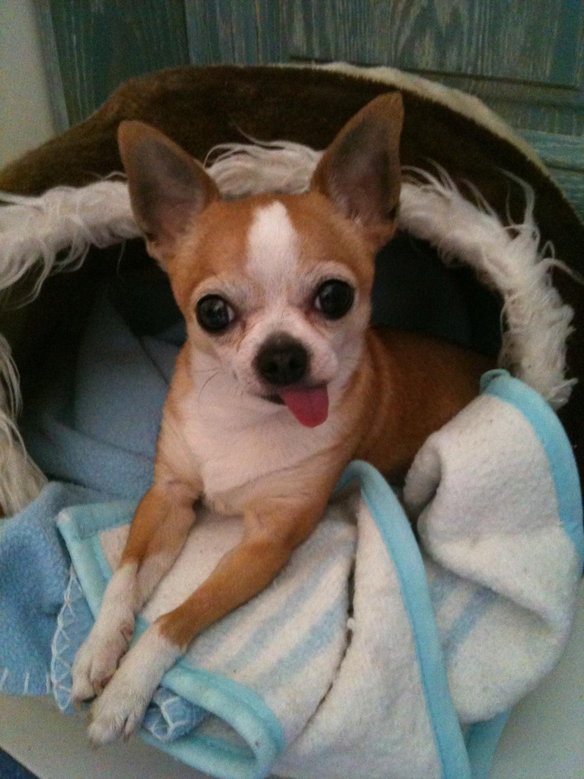 Mi chihuahua es Blas.