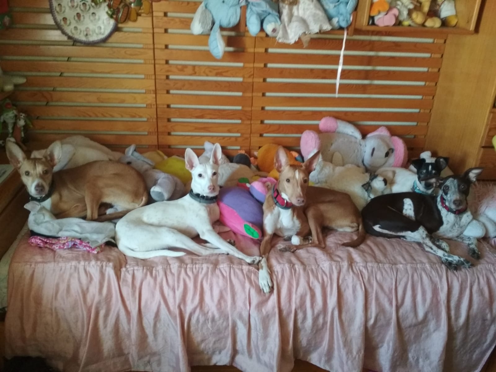 Walki, Loki, Skadi, Björn y Peeta.