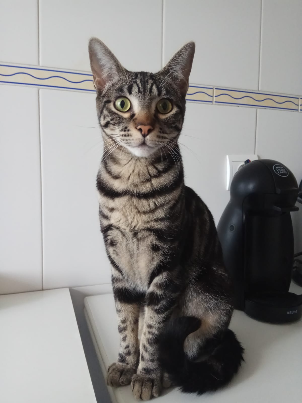 Ratón.