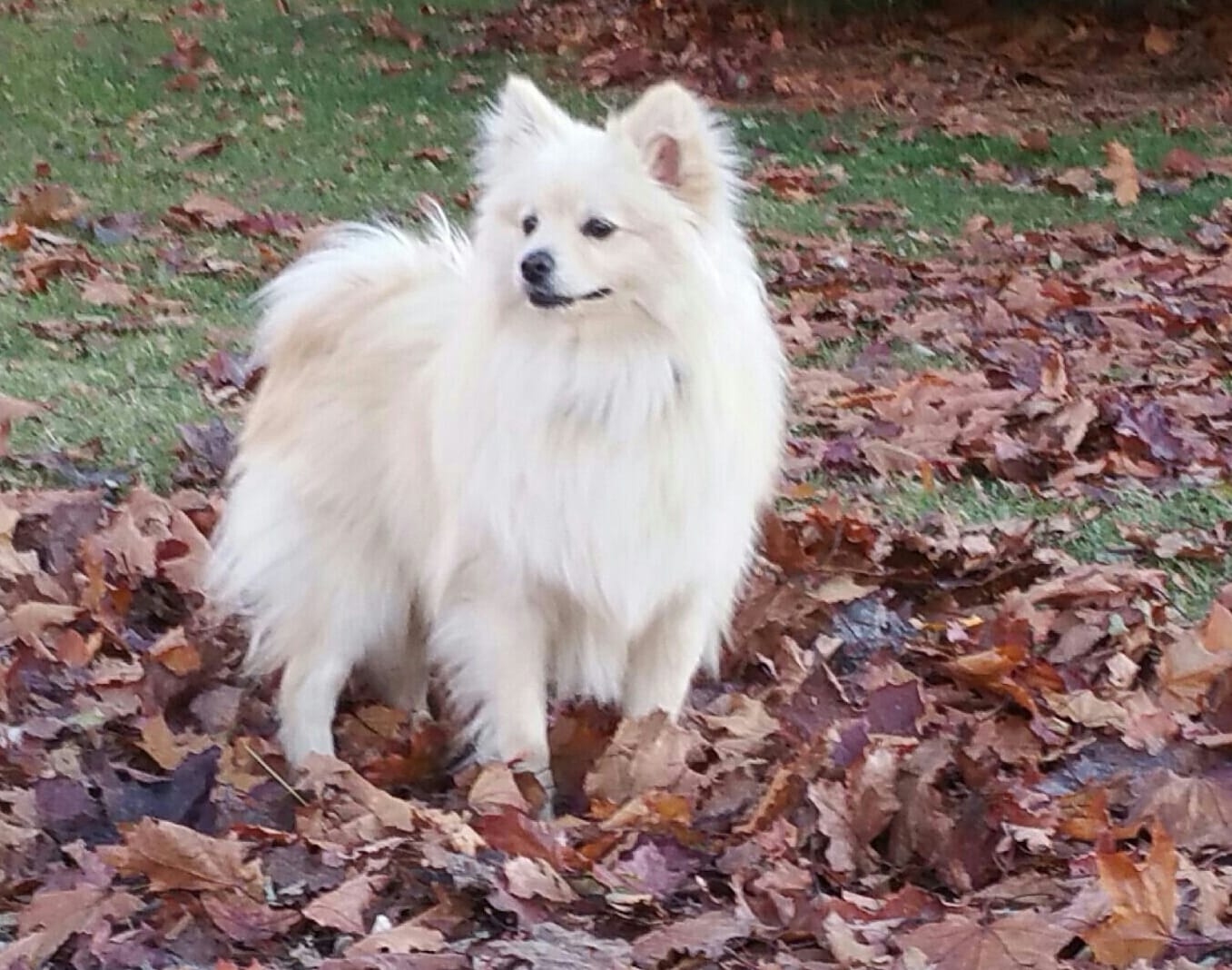 Coco.