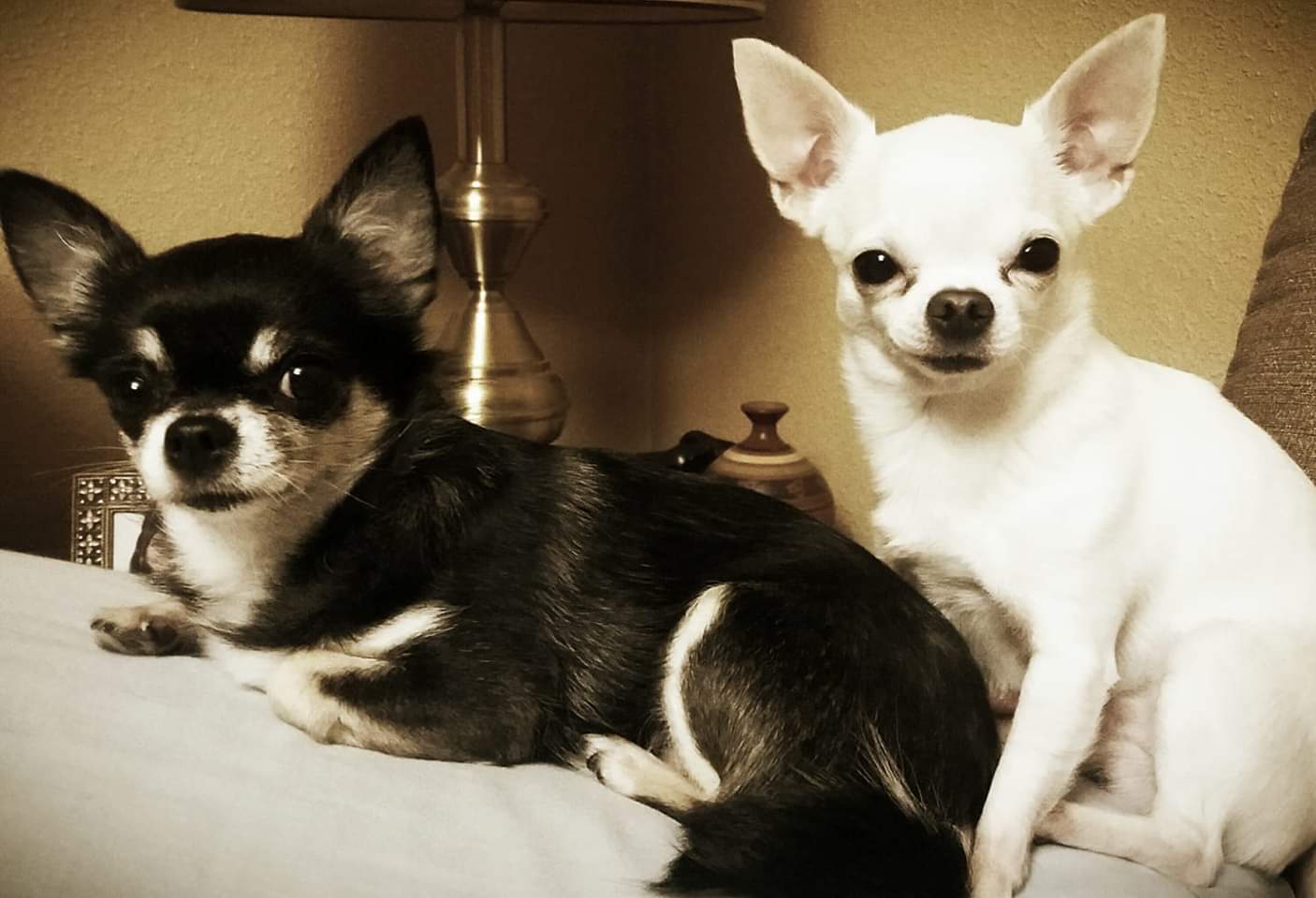 Zizou y Lola, las mascotas de Elsa Gómez Moro.