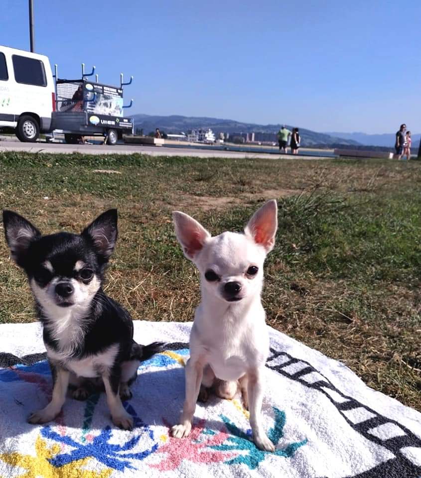 Zizou y Lola, las mascotas de Elsa Gómez Moro.