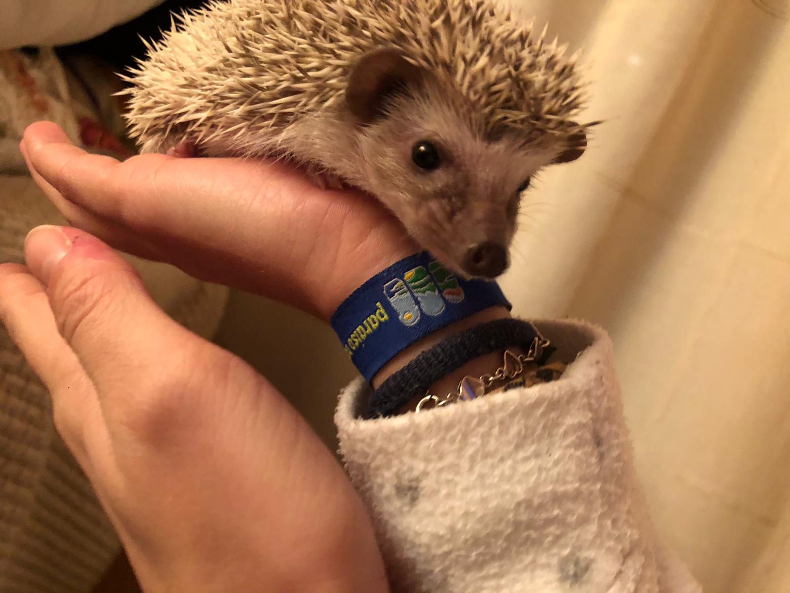 Pepita tiene dos meses.