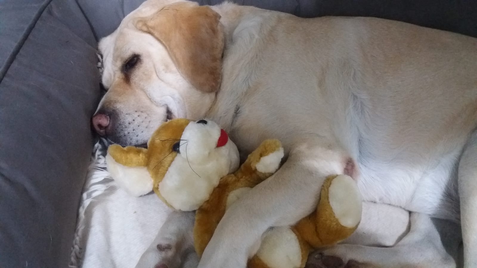 Esta labradora es Nala y es la perrita más buena y cariñosa del mundo.