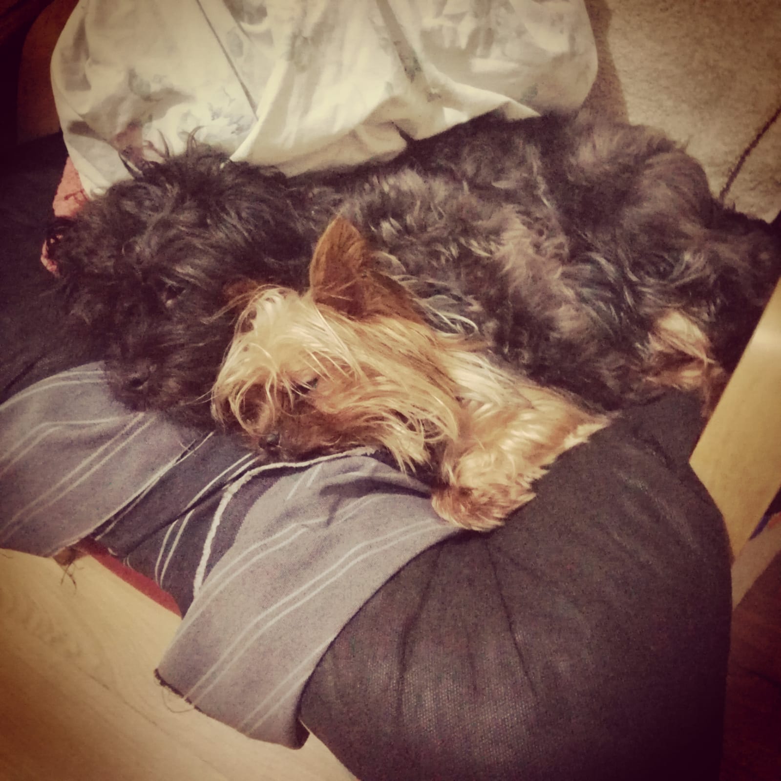 El de pelaje negro se llama Kiko y el yorkshire se llama Mochi.