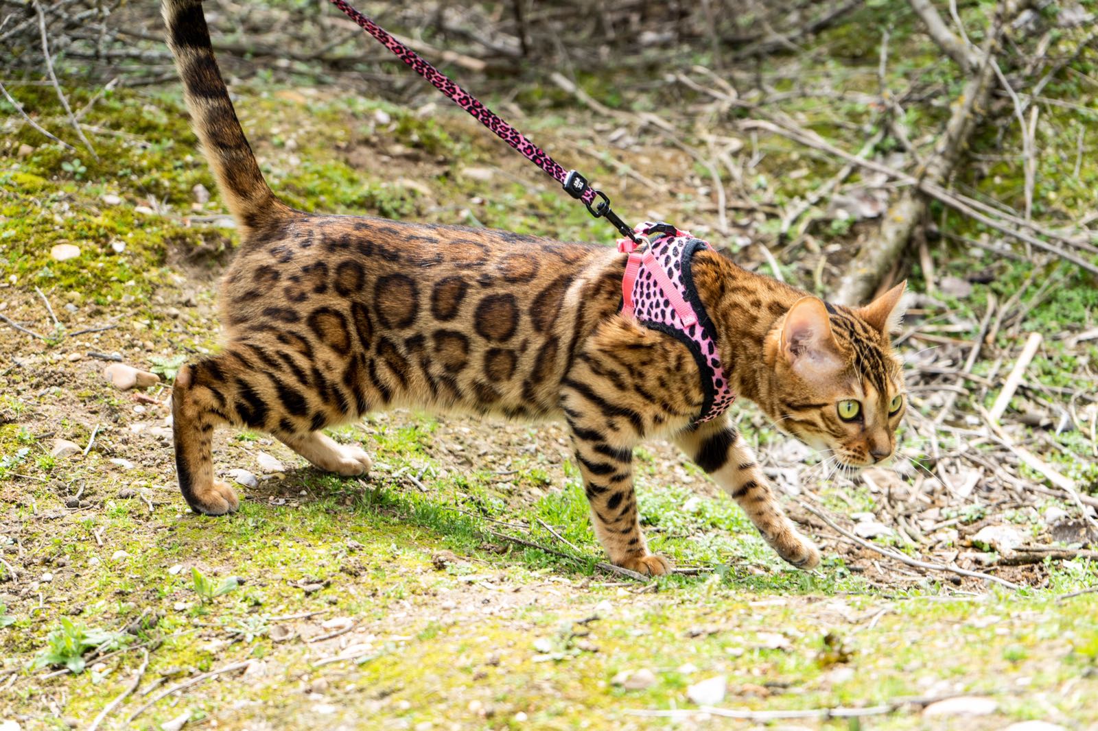 Esta gata es Odisea tiene instagram @odisea_bengal.