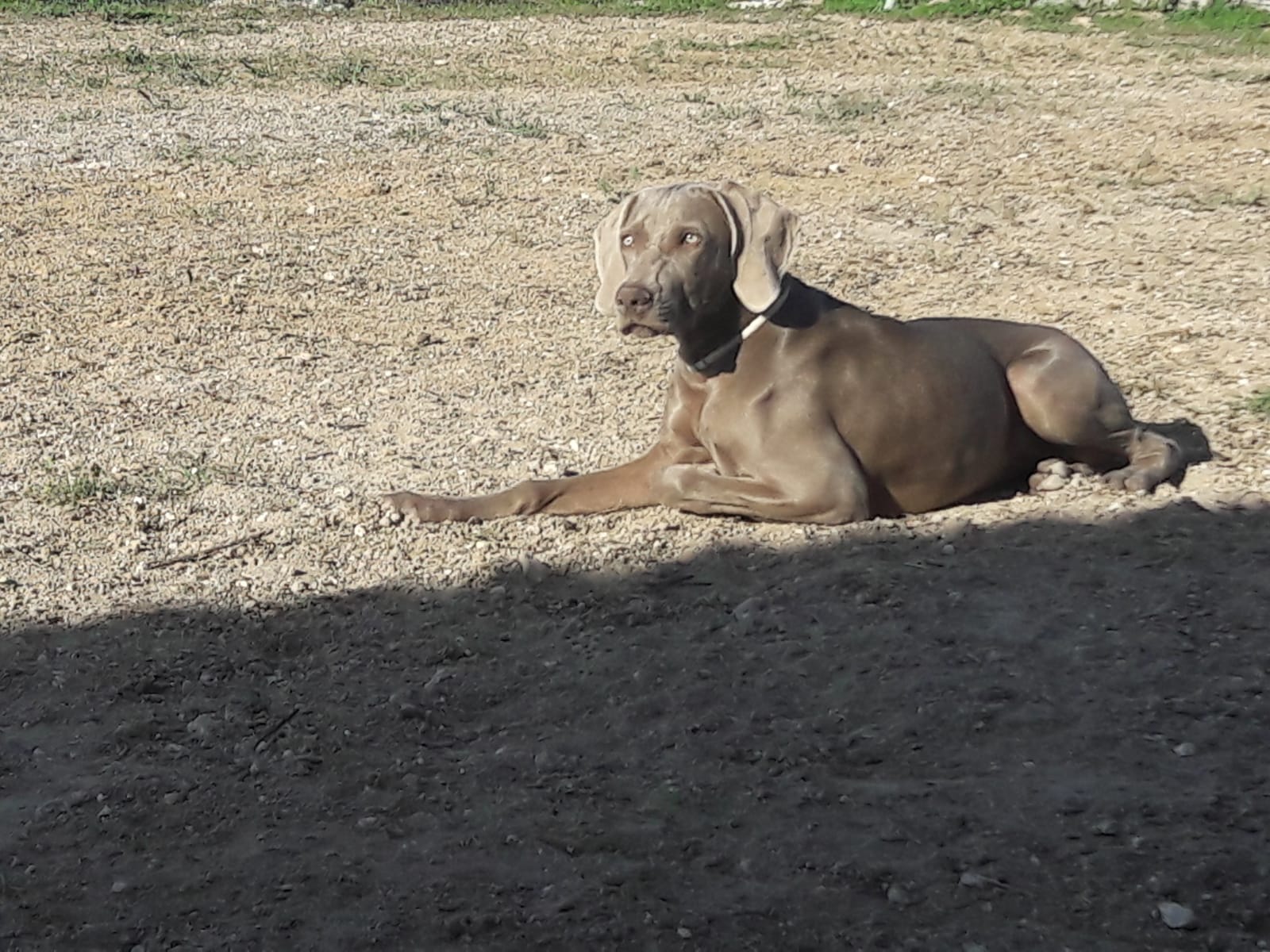 Jara.