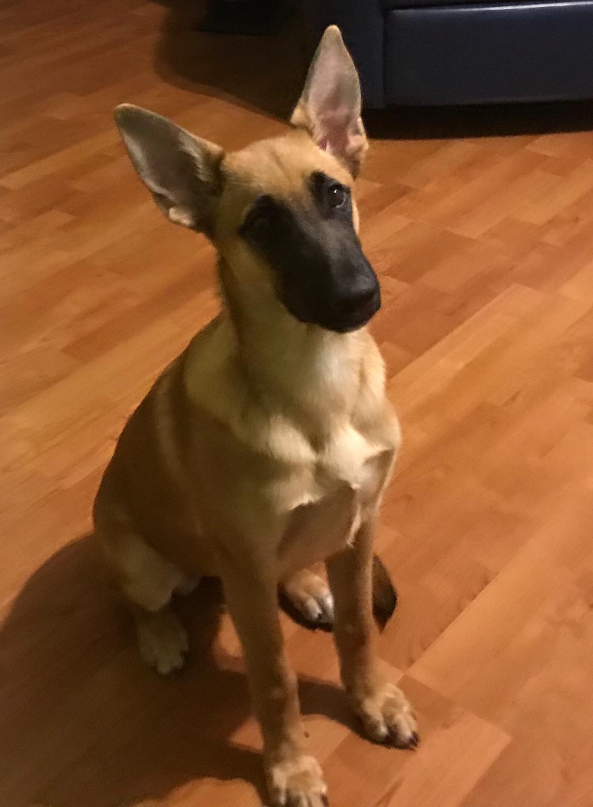Esta es Kyra. Mi preciosa Pastora Belga malinois. 