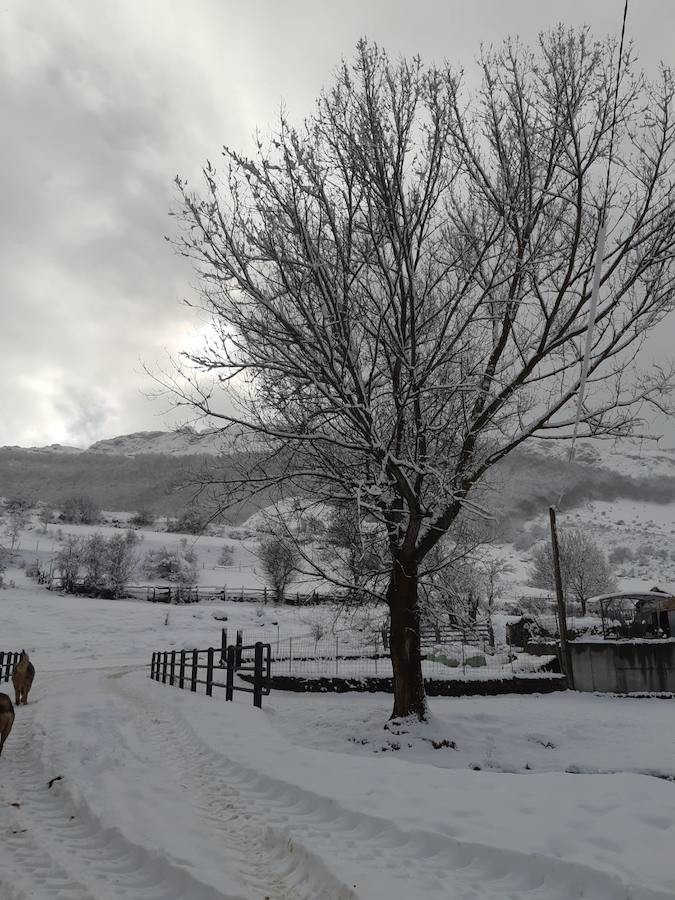 Fotos: La Montaña Palentina recibe la primera nevada de 2019