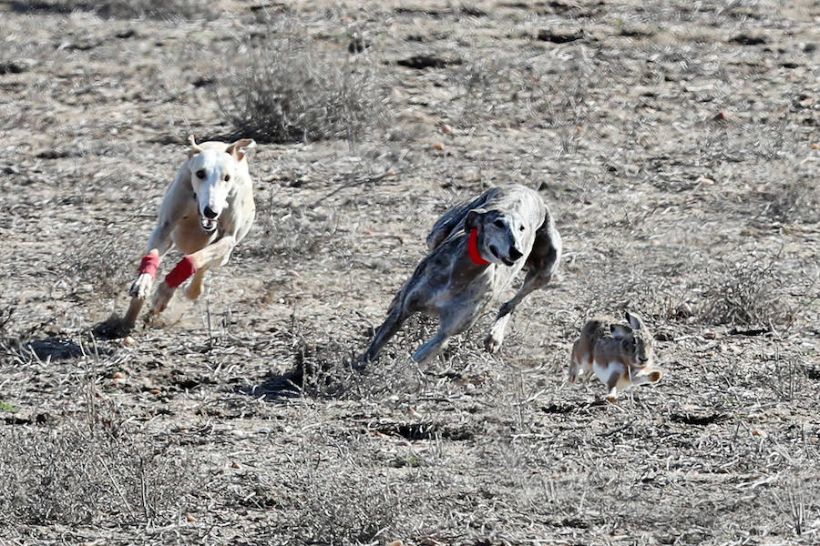Fotos: Semifinales del Campeonato Nacional de Galgos en Nava