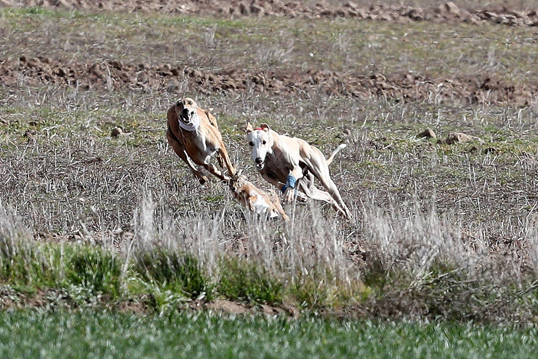 Fotos: La vallisoletana Pelaya de Safesa, campeona de España de Galgos