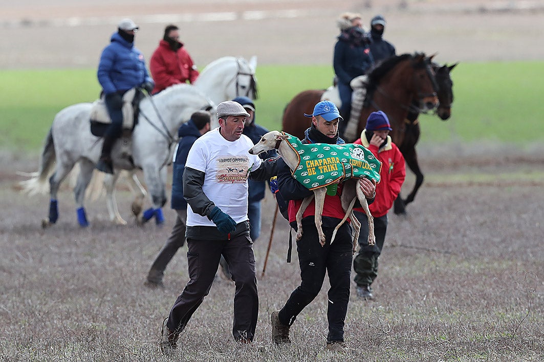 Fotos: La vallisoletana Pelaya de Safesa, campeona de España de Galgos