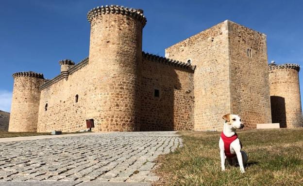 Pipper junto al castillo de Valdecorneja, en El Barco de Ávila, ejemplo 'dog friendly'. 