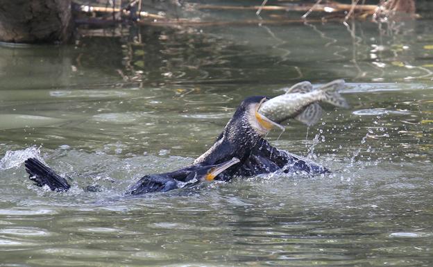 Galería. Secuencia de una pareja de cormoranes atacando a un lucio entre el Puente Mayor de Palencia y Puentecillas. 