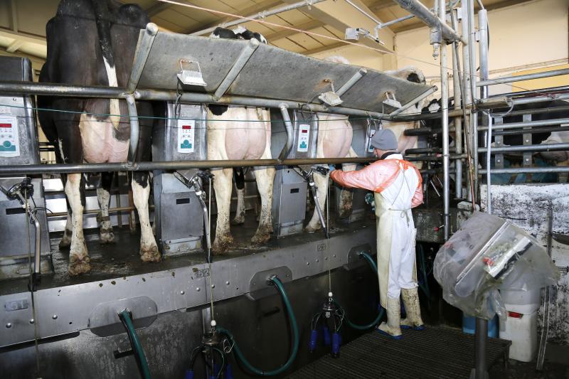 Un trabajador coloca los pezones a una vaca. 