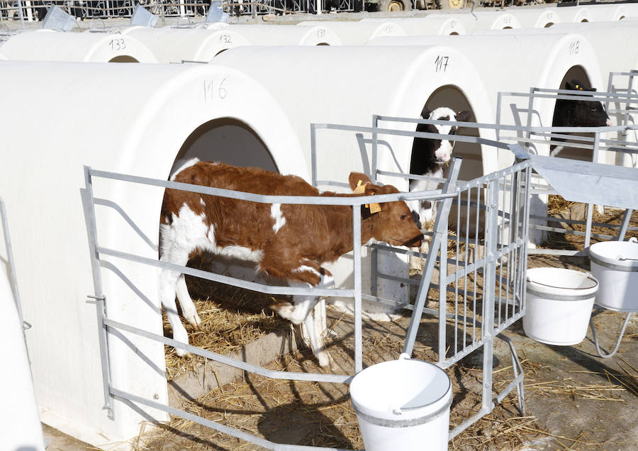 Fotos: Finca ganadera Santa Cruz en Ribas de Campos, Palencia