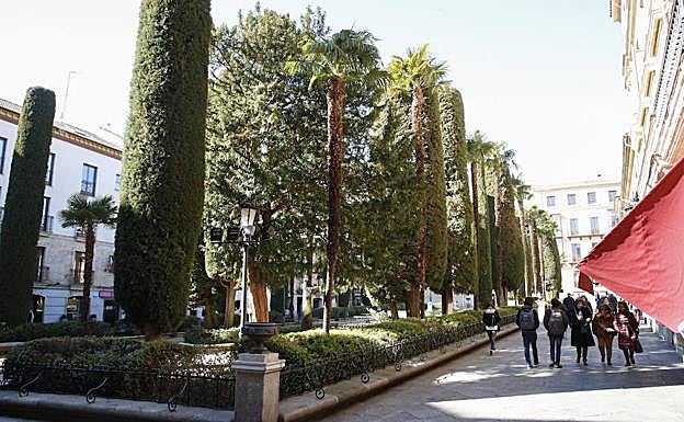 Aspecto que presentan actualmente los árboles de la céntrica plaza de la Libertad