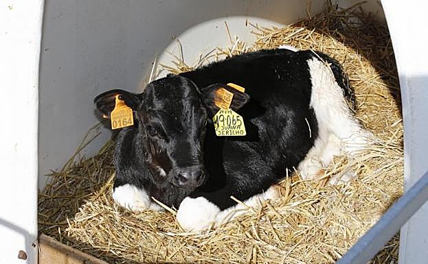 Un ternero recién nacido en la zona de cría. 