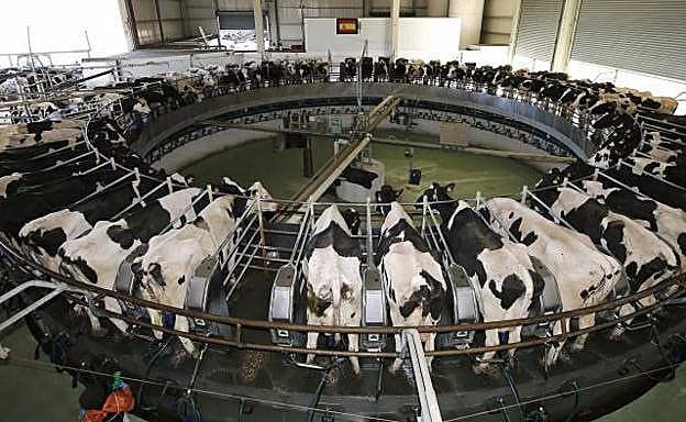 Nave ordeñadora con capacidad para 60 vacas. 