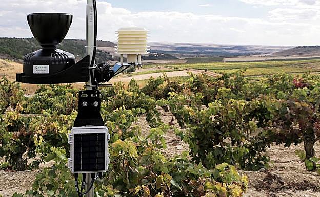 Sensor en un vilñedo de Emilio Moro. 