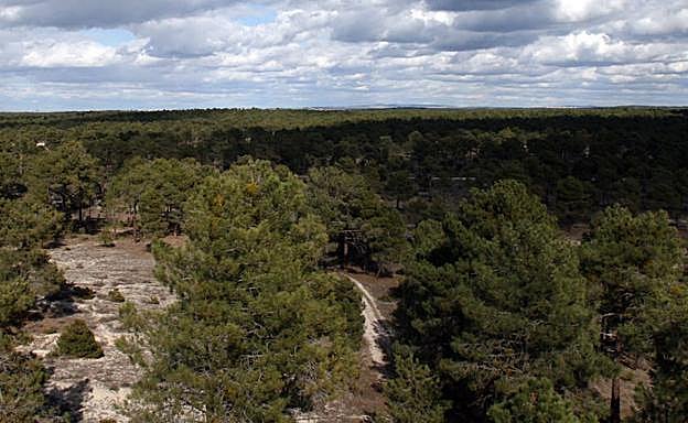 Pinares del municipio de Cuéllar.