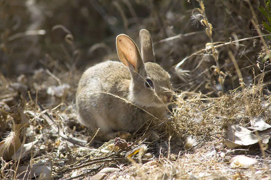 225 municipios disponen de permisos específicos para cazar conejos hasta junio