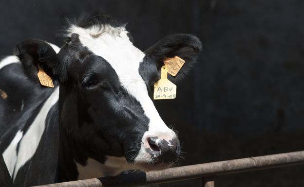 Detectado un caso atípico del mal de las 'vacas locas' en una explotación de Zamora