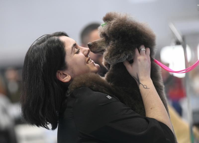 La Feria de Valladolid celebra este fin de semana una nueva edición de Fimascota, la feria de los animales de compañía, un evento en el que se desarrollan actividades para profesionales y público como los concursos nacionales e internacionales caninos, felinos y de avicultura artística, el campeonato de peluquería canina o las exposiciones de conejos de raza y de fauna exótica.
