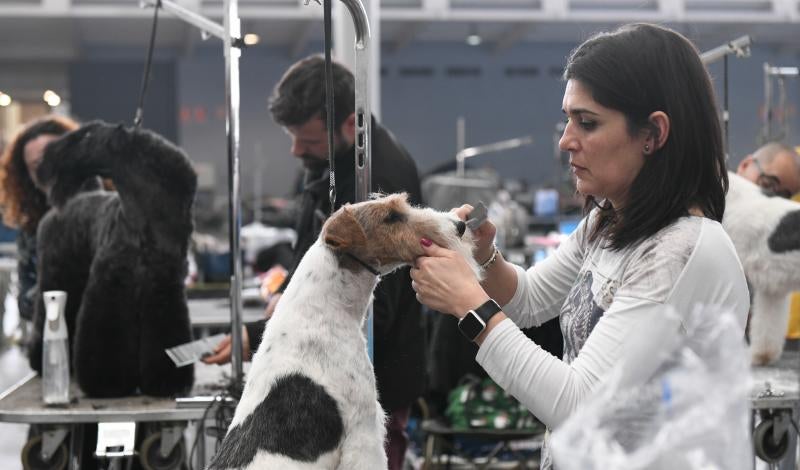La Feria de Valladolid celebra este fin de semana una nueva edición de Fimascota, la feria de los animales de compañía, un evento en el que se desarrollan actividades para profesionales y público como los concursos nacionales e internacionales caninos, felinos y de avicultura artística, el campeonato de peluquería canina o las exposiciones de conejos de raza y de fauna exótica.