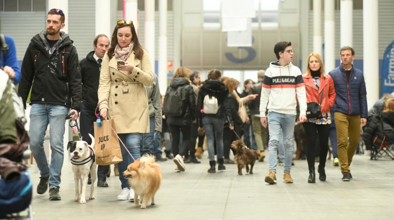 La Feria de Valladolid celebra este fin de semana una nueva edición de Fimascota, la feria de los animales de compañía, un evento en el que se desarrollan actividades para profesionales y público como los concursos nacionales e internacionales caninos, felinos y de avicultura artística, el campeonato de peluquería canina o las exposiciones de conejos de raza y de fauna exótica.