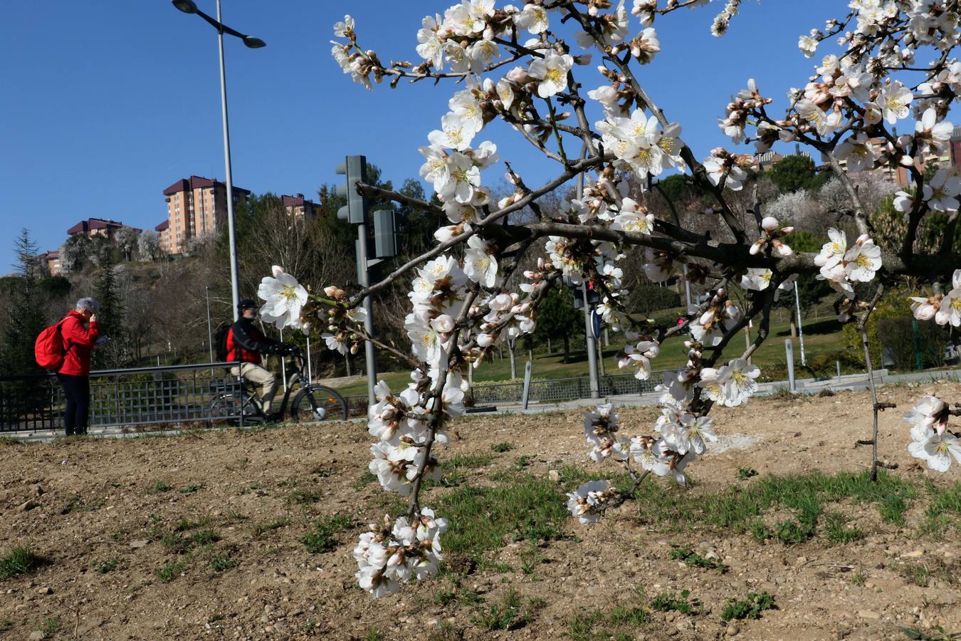 Fotos: Los almendros ya están en flor