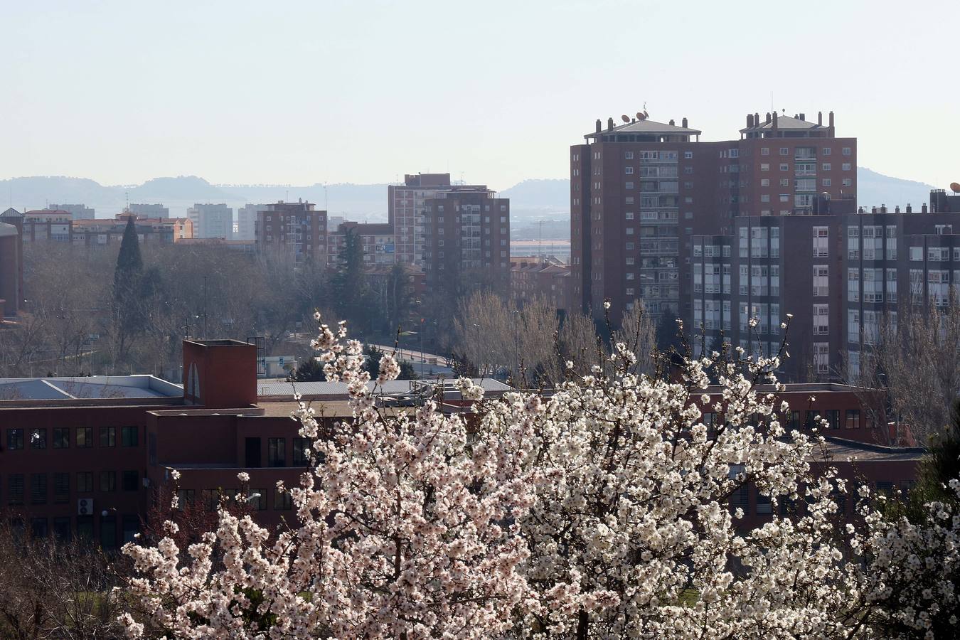 Fotos: Los almendros ya están en flor