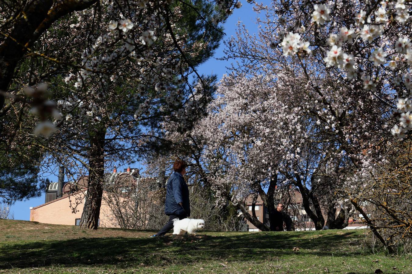 Fotos: Los almendros ya están en flor