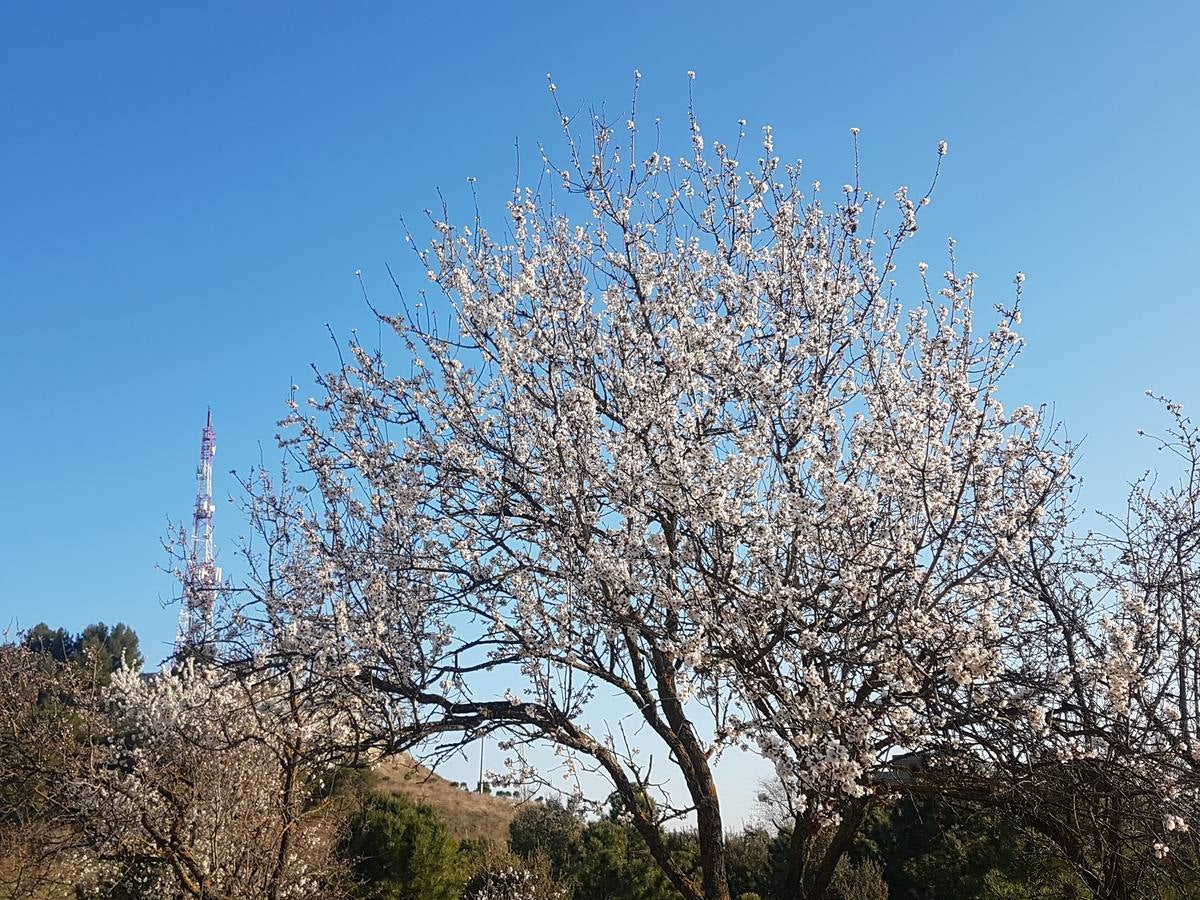 Fotos: Los almendros ya están en flor