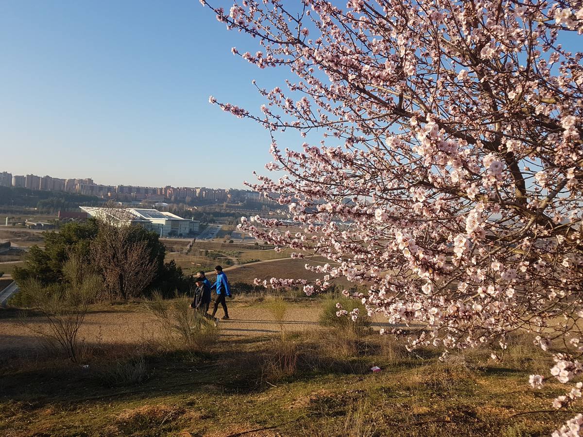 Fotos: Los almendros ya están en flor