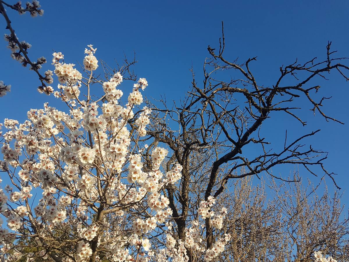 Fotos: Los almendros ya están en flor