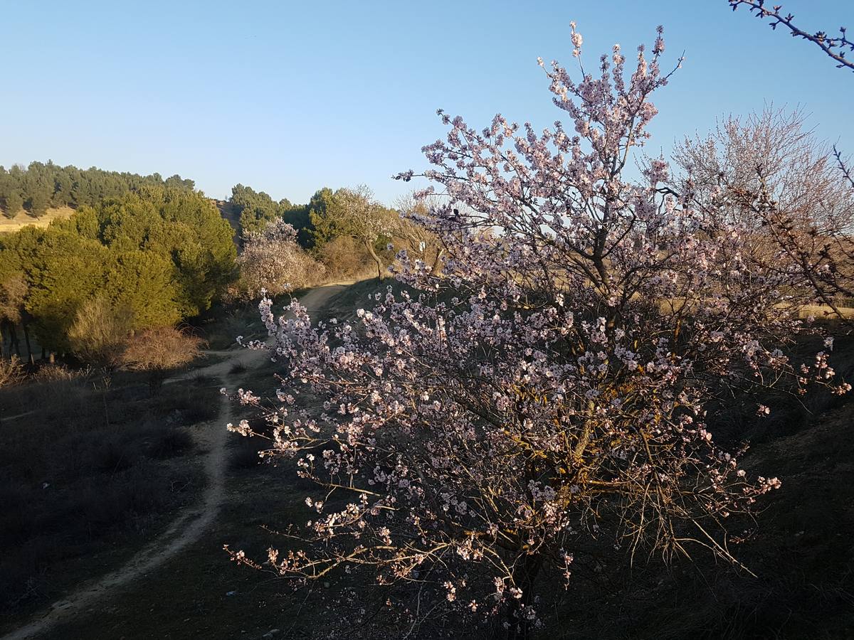 Fotos: Los almendros ya están en flor