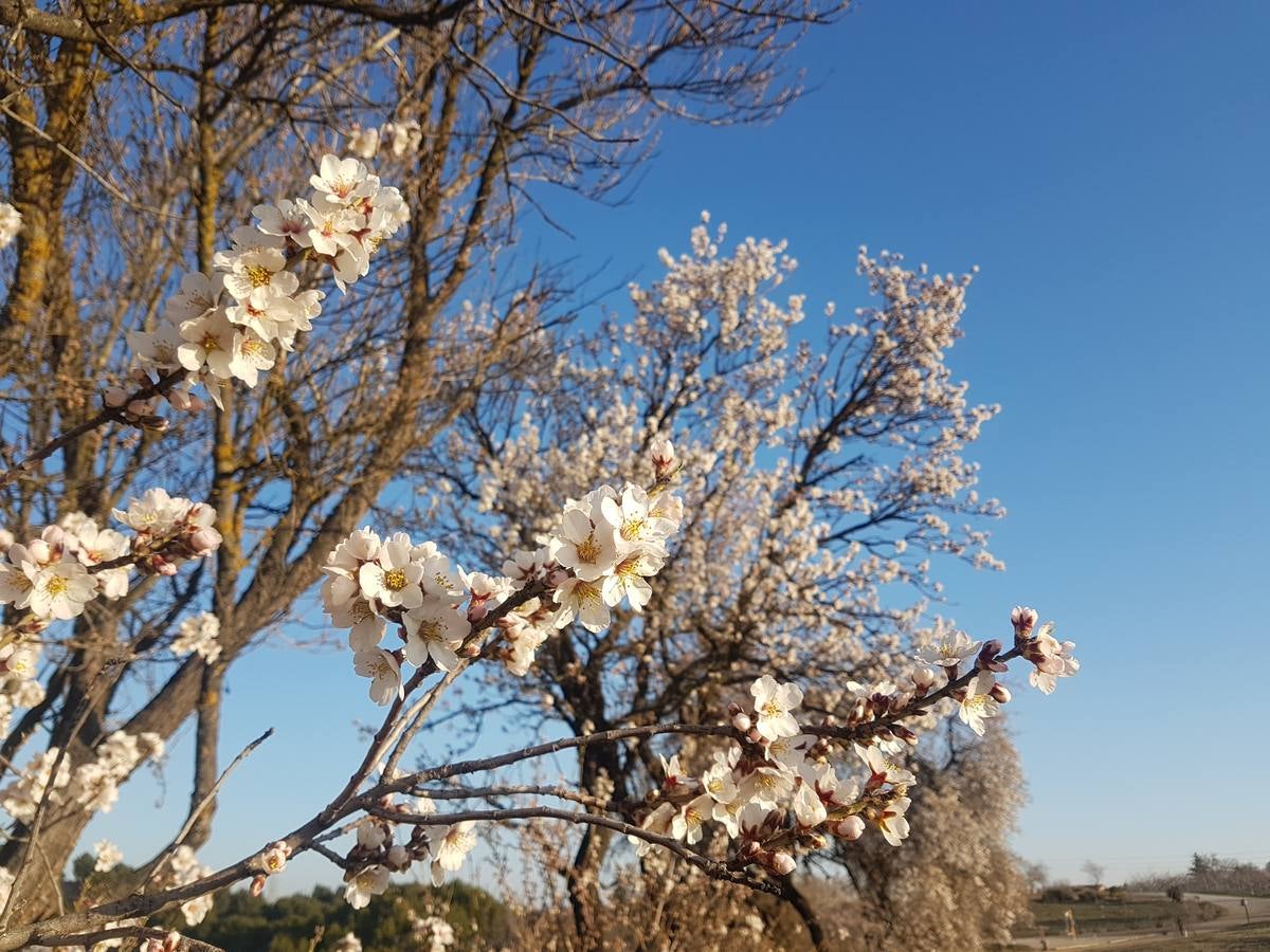 Fotos: Los almendros ya están en flor