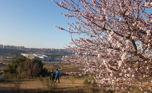 Galería. Amendros en flor en Valladolid.