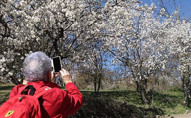 Un hombre fotografía los almendros en flor en Parquesol. 