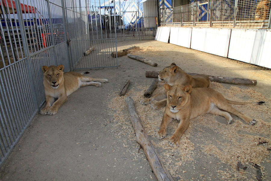 Fotos: Animales del Circo Quirós